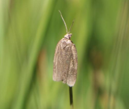 Réf. 306 903 : Tortricinae inconnu